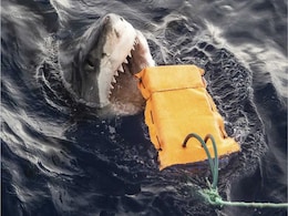 Researchers Develop Wetsuits That Protect Against Shark Bites And Stings Researchers Develop Wetsuits That Protect Against Shark Bites And Stings