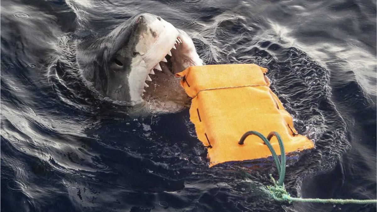 Researchers Develop Wetsuits That Protect Against Shark Bites And Stings