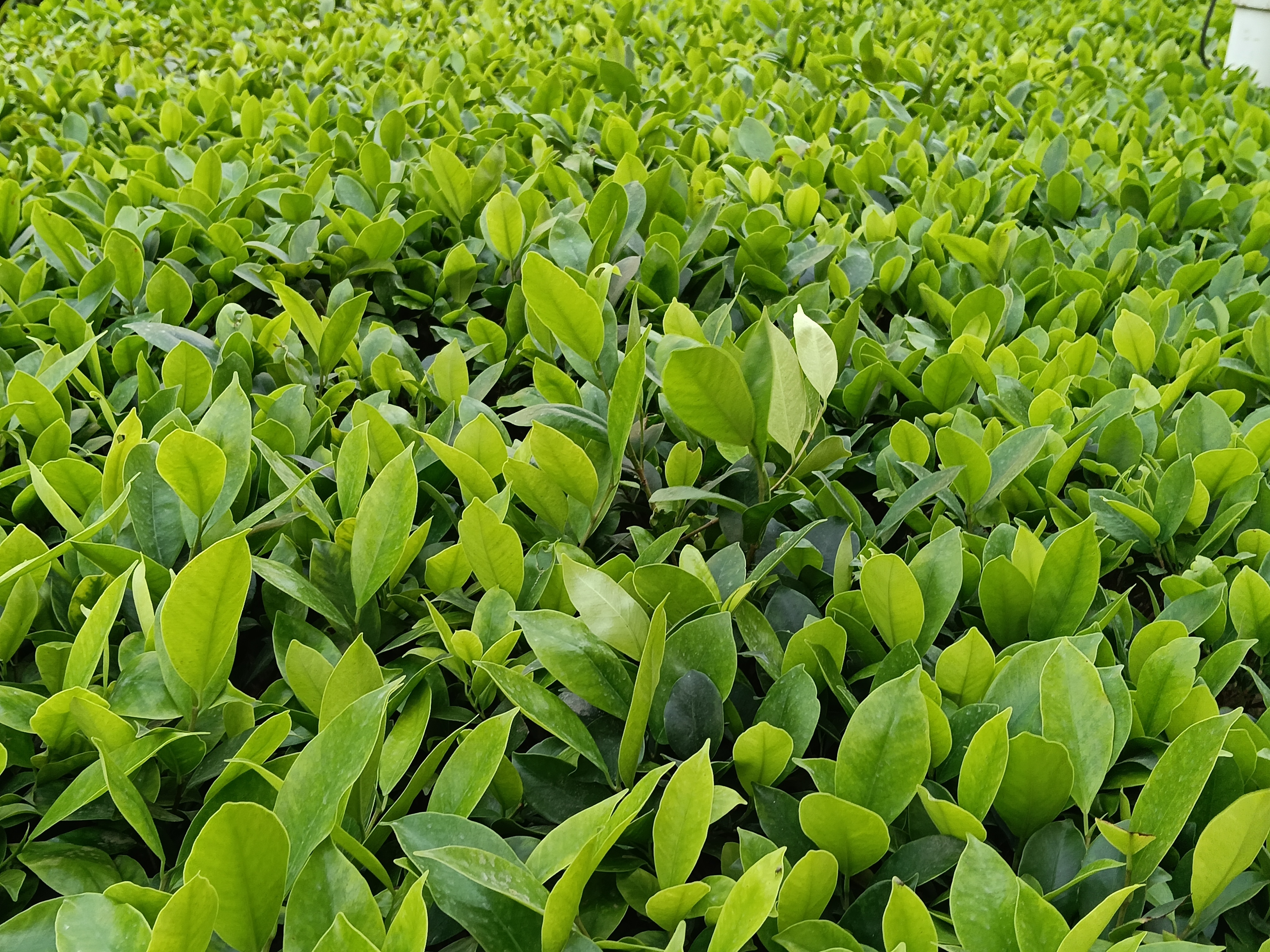 IMG20260315143721 Oppo K14x 5G