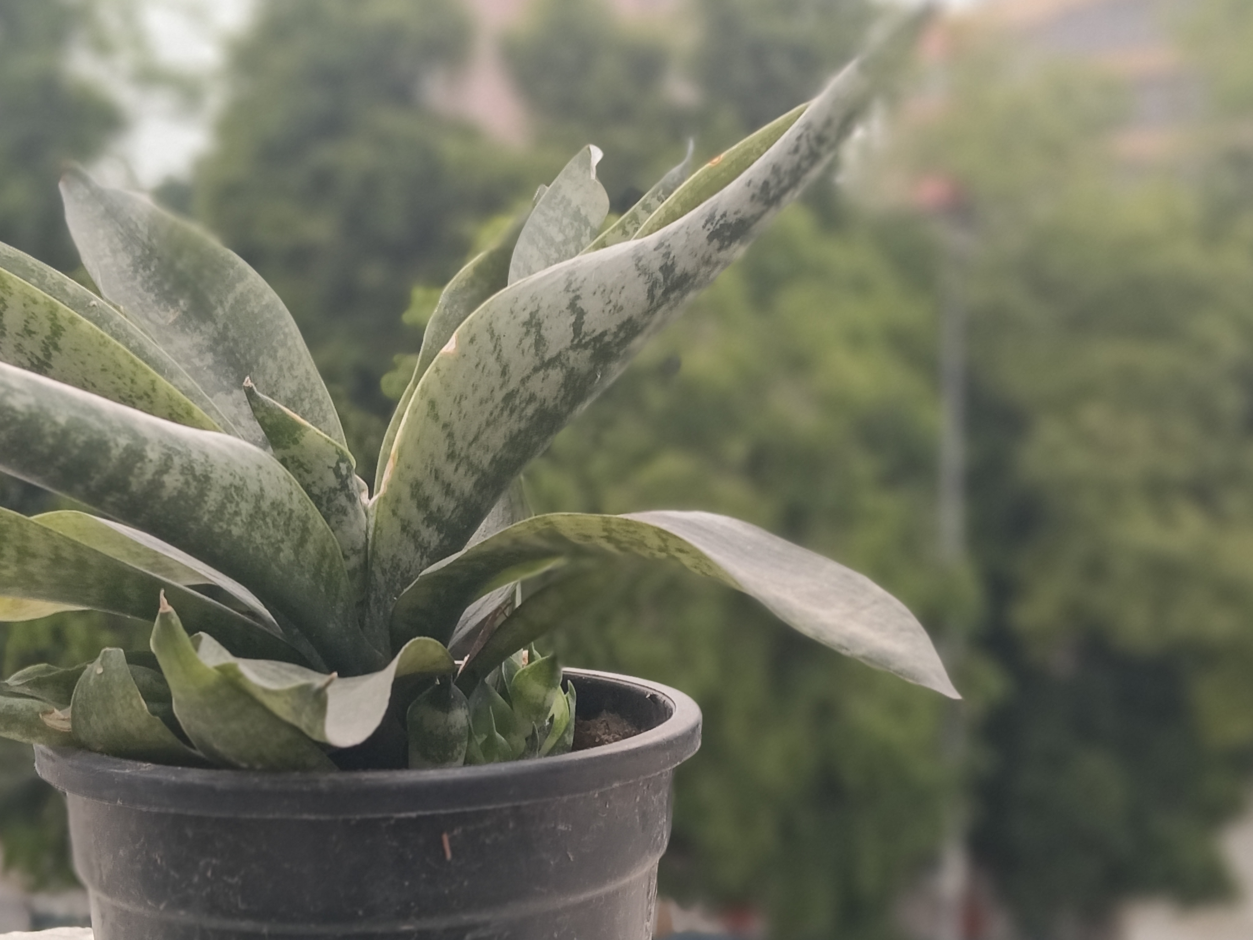 IMG20260417152231 Oppo F33 Pro 5G