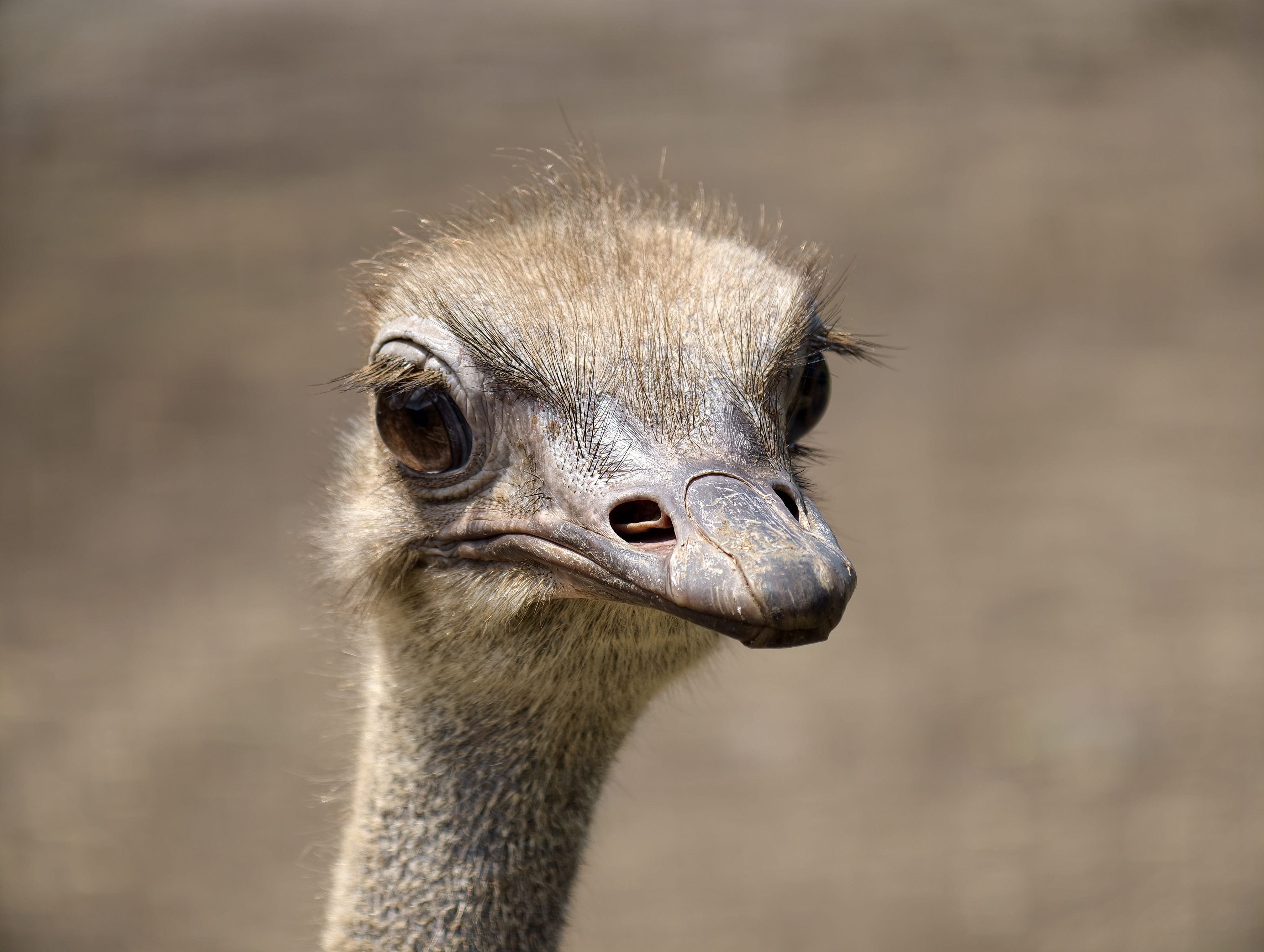 IMG 20251123 101845 osty