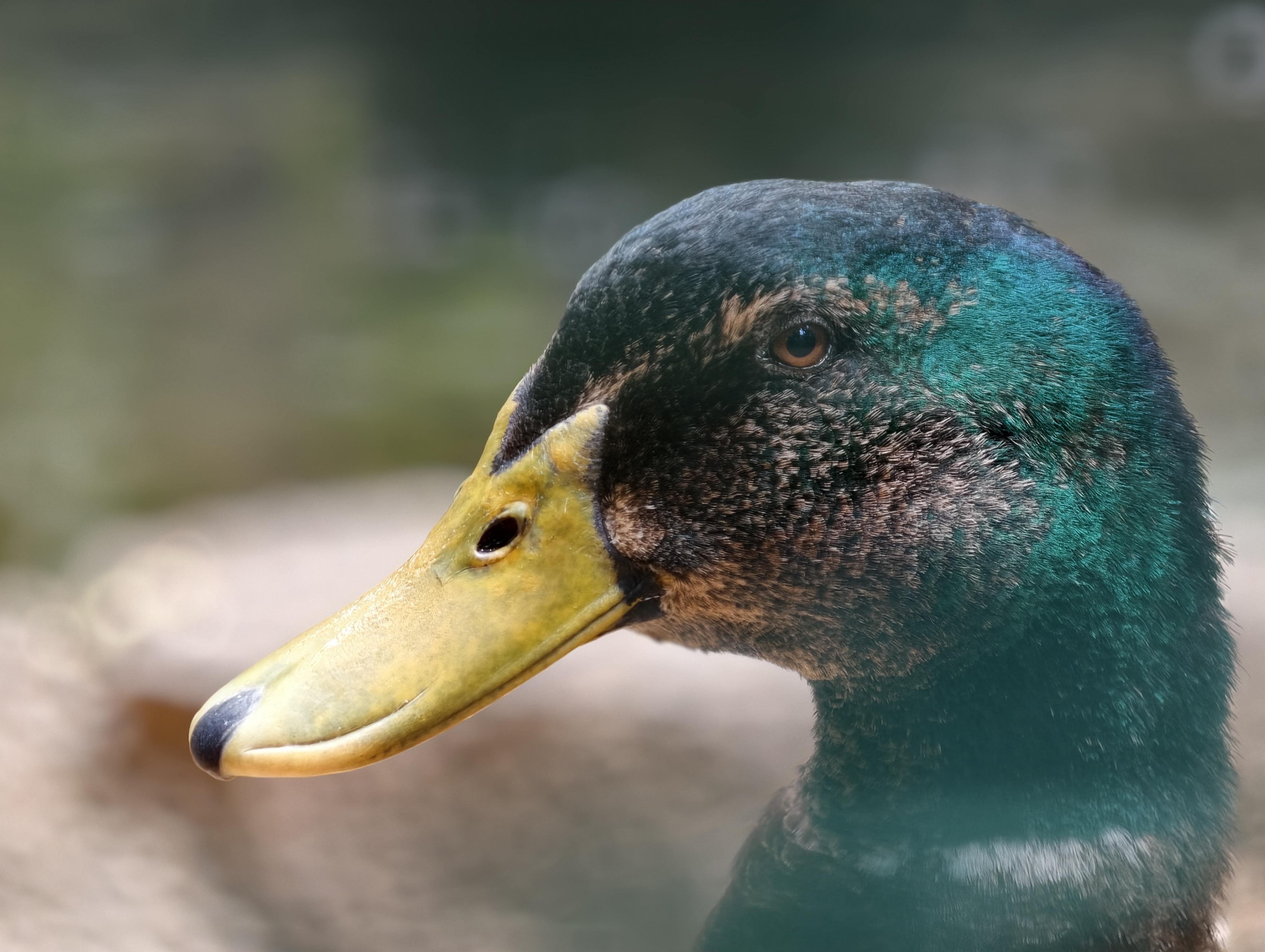 IMG 20251123 140337 duck