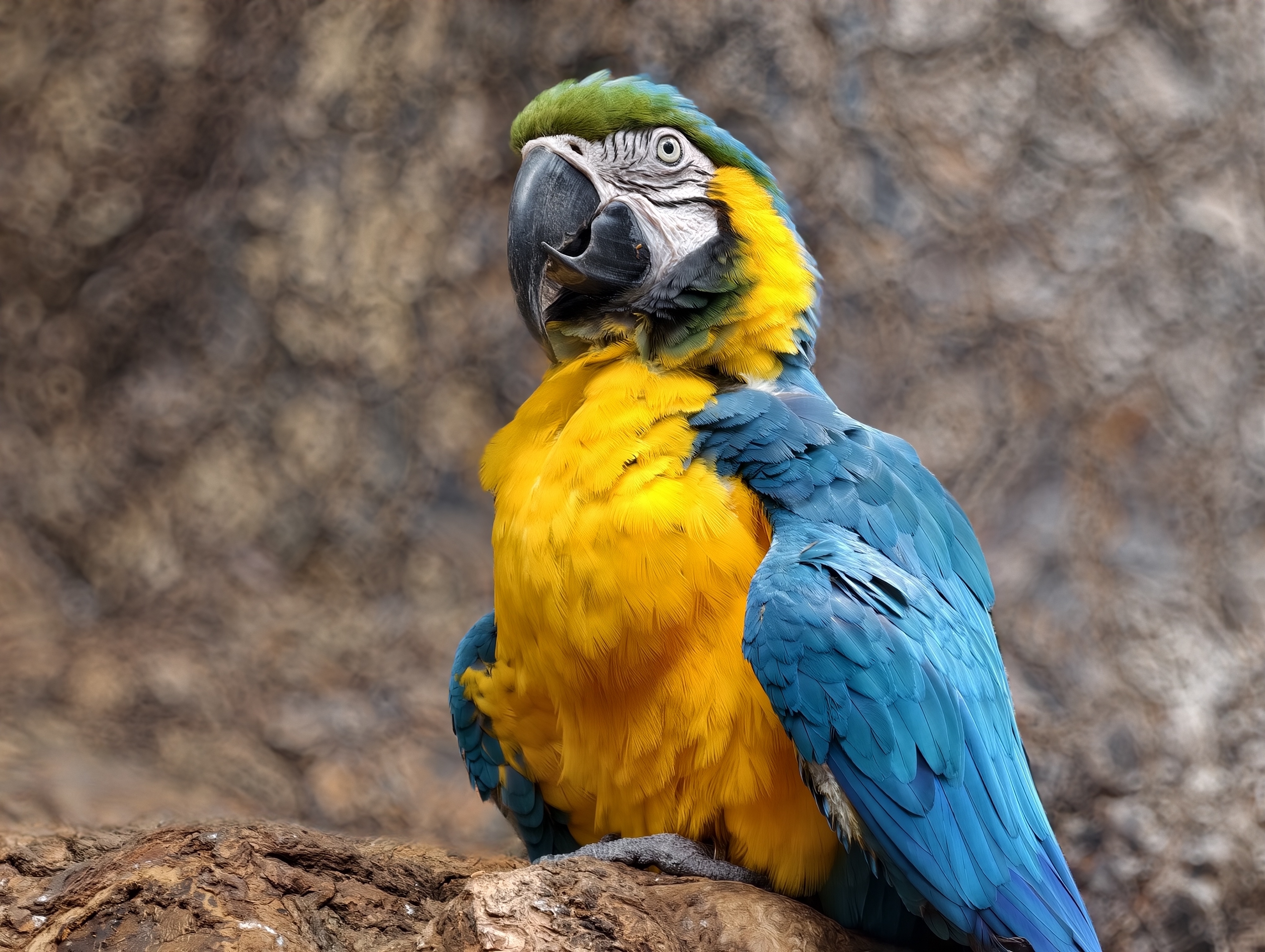 IMG 20251123 140640 parrot