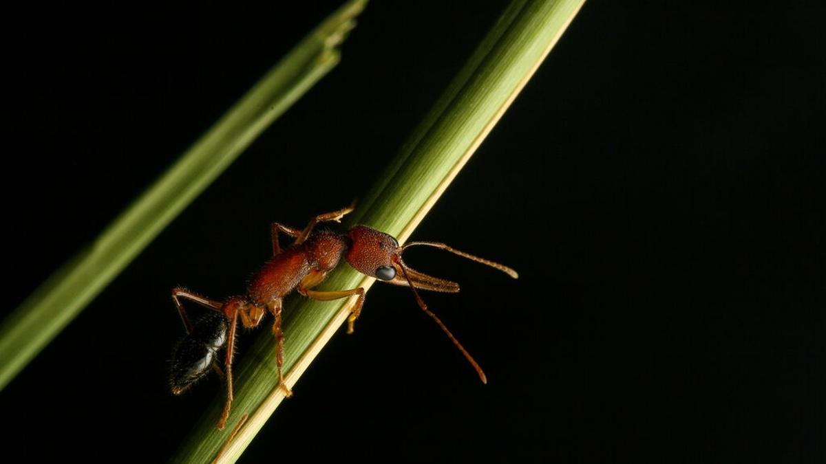 Indian Jumping Ants Can Shrink, Restore Their Brain, Study Finds