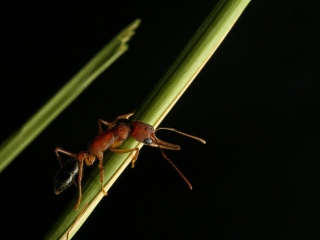 Indian Jumping Ants Can Shrink, Restore Their Brain, Study Finds