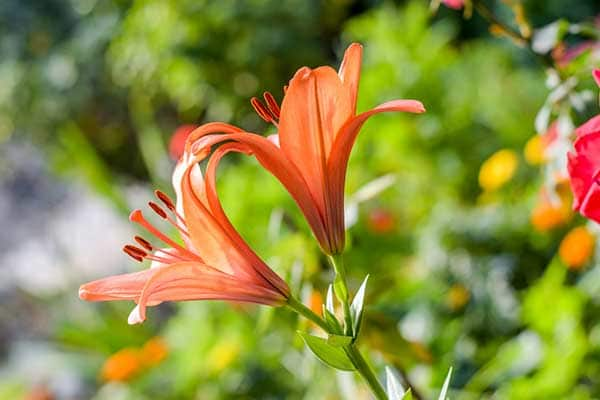 LILY AFRICAN QUEEN 1555327243359