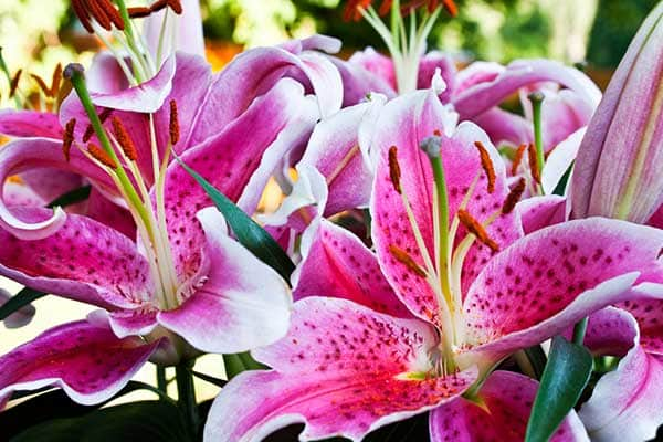 LILY ANASTASIA 1555327340820