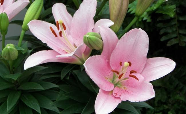 LILY BHRINDISI 1555327680667