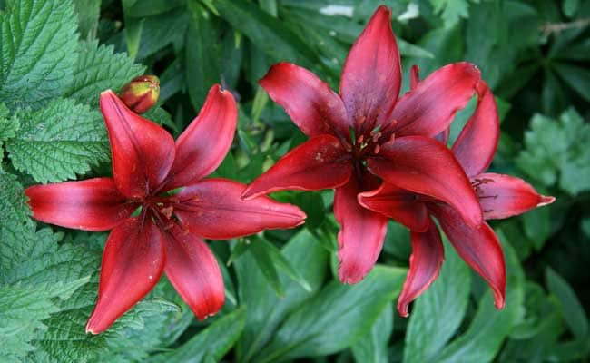 LILY BLACK OUT 1555328149148