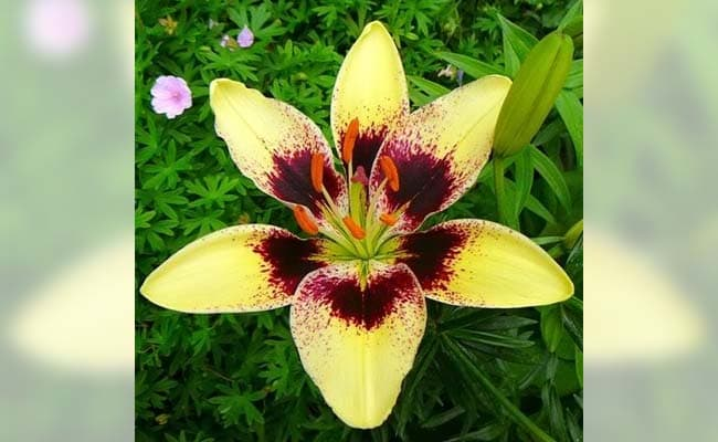 LILY BLACK SPIDER 1555327720763
