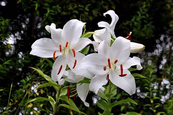 LILY CASA BLANCA 1555327595717