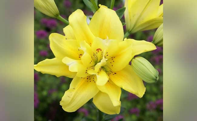 LILY FATA MORGANA 1555328124577
