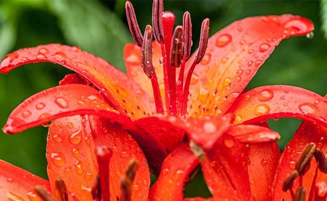 LILY FIRE KING 1555328198256