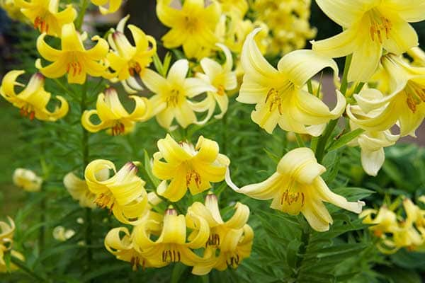 LILY GOLDEN SPLENDOR 1555327403577