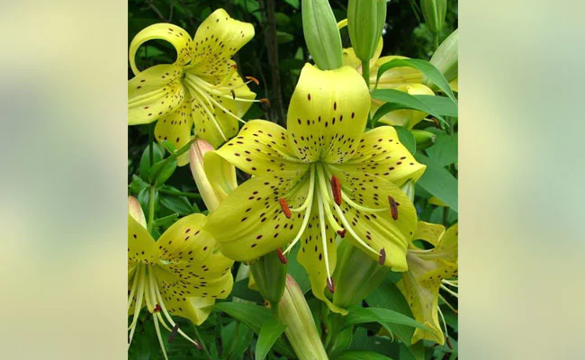 LILY KING PETE 1555327566180