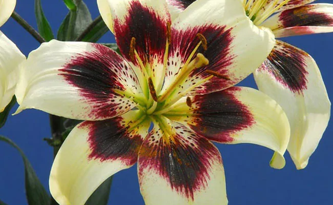 LILY PATRICIAS PRIDE 1555327533258
