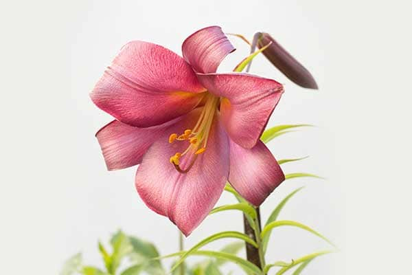 LILY PINK PERFECTION 1555327370760