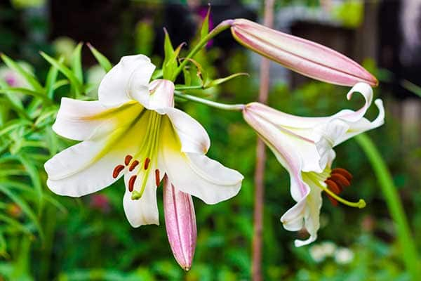 LILY REGALE 1555327445359