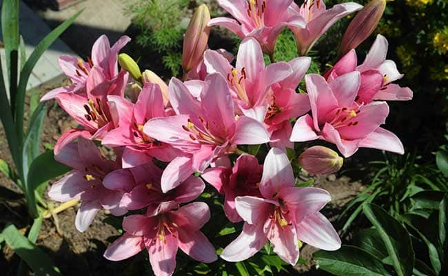 LILY ROSELLAS DREAM 1555328255017