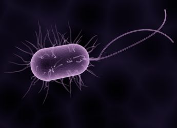 Life on Mars? Studies Suggest Bacteria-Like Organisms Could Exist