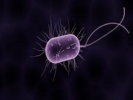 Life on Mars? Studies Suggest Bacteria-Like Organisms Could Exist Life on Mars? Studies Suggest Bacteria-Like Organisms Could Exist