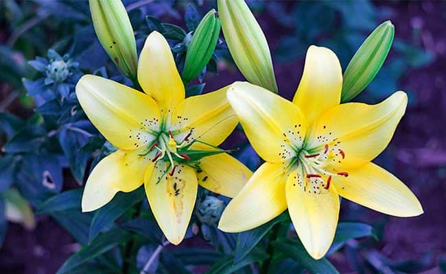 Lily BUTTER PIXIE 1555328062422