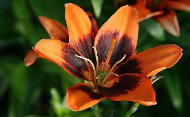 Lily COOPERS CROSSING 1555328088601