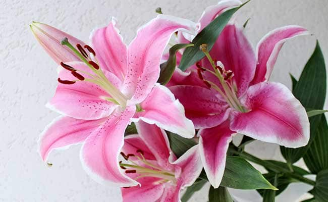 Lily STAR GAZER 1555327994112