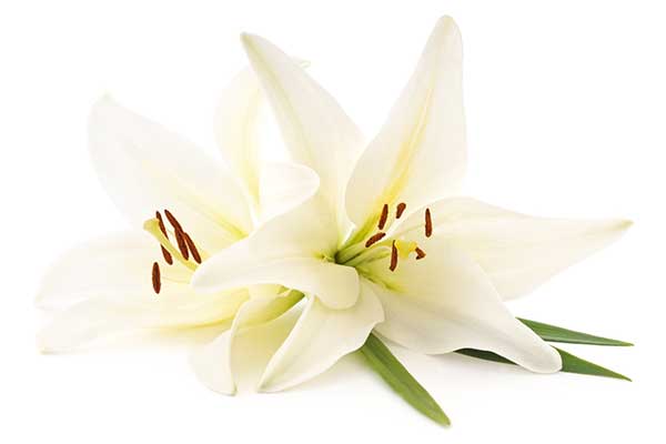 Lily