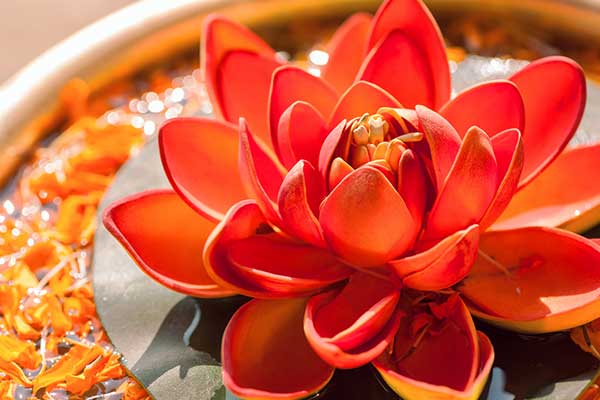 Lotus