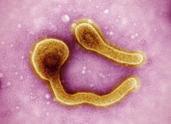 Marburg Virus Outbreak in Rwanda: Spread, Symptoms, and Global Concerns