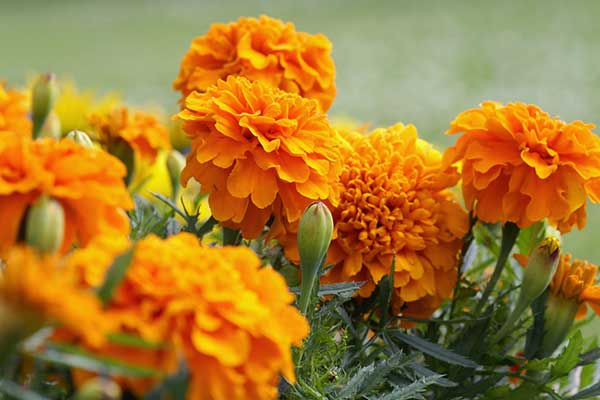 Marigold