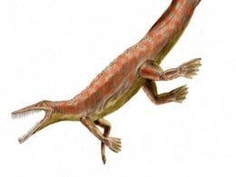 Scientists Uncover Remains of Larger Mesosaurs in Uruguay’s Ancient Seas Scientists Uncover Remains of Larger Mesosaurs in Uruguay’s Ancient Seas