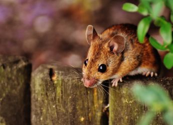 First Mouse with Two Fathers Thrives into Adulthood, Marking New Scientific Milestone