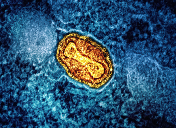 Mpox Virus Outbreak: Understanding the Complex Transmission and Global Spread