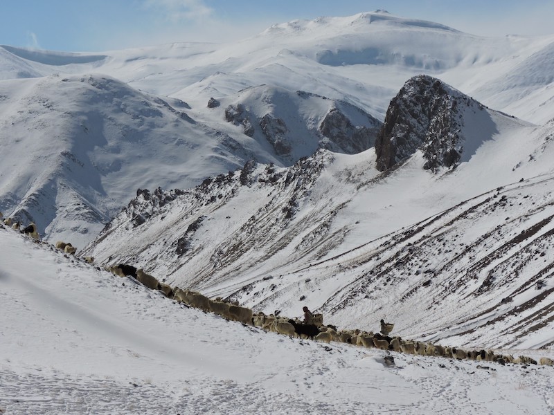 How a Portable Microscope Is Helping Study Diseases in Wildlife and Livestock in the High Himalayas