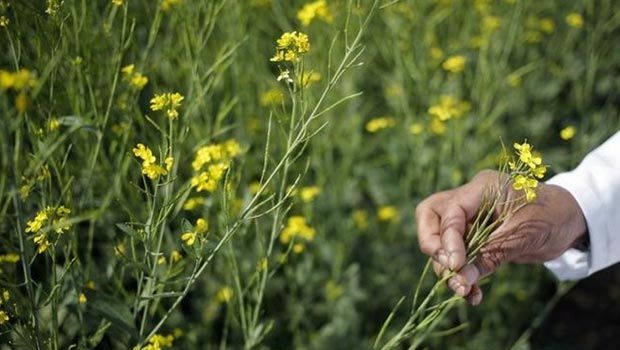 Anti-GM Crops Activists Submit Memorandum to PM
