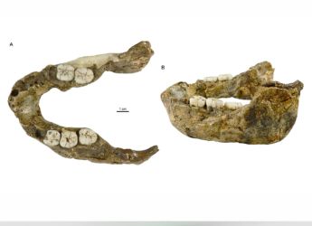 1.4 Million-Year-Old Jaw Identified as New Paranthropus Species in South Africa