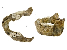 1.4 Million-Year-Old Jaw Identified as New Paranthropus Species in South Africa 1.4 Million-Year-Old Jaw Identified as New Paranthropus Species in South Africa