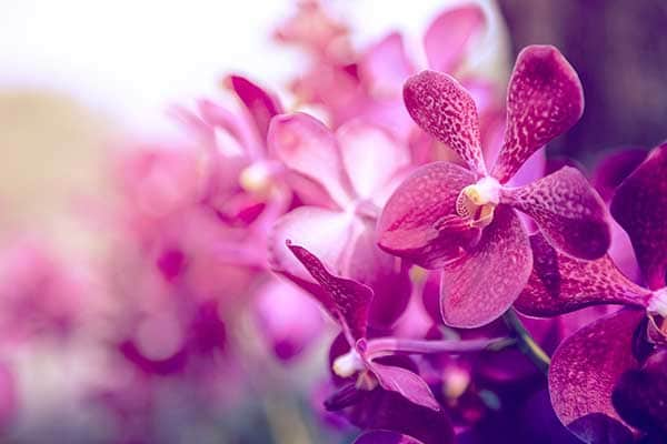 Orchid Flowers 1555320224321
