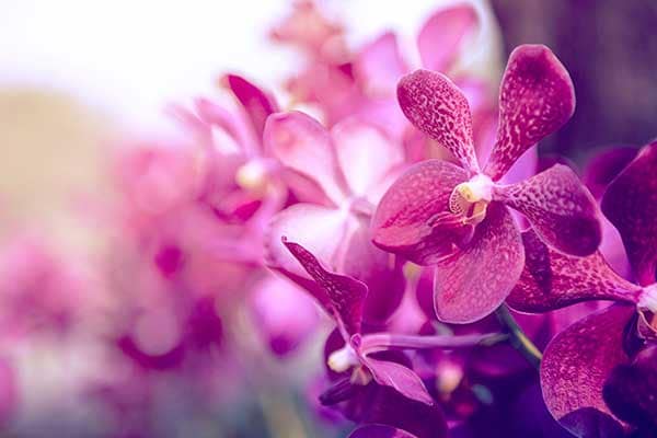 Orchid Flowers