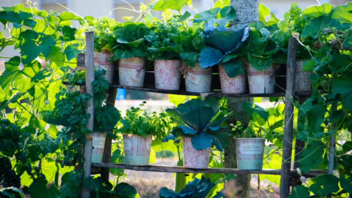 Balcony Greenhouses: Best Tiered Racks to Grow a Small Vegetable Garden in Flats