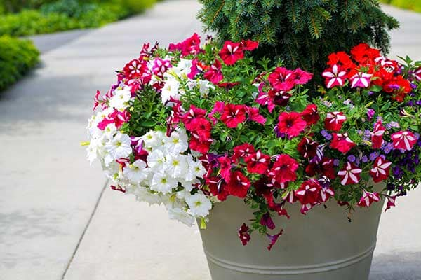 Petunia Flower 1555322824680