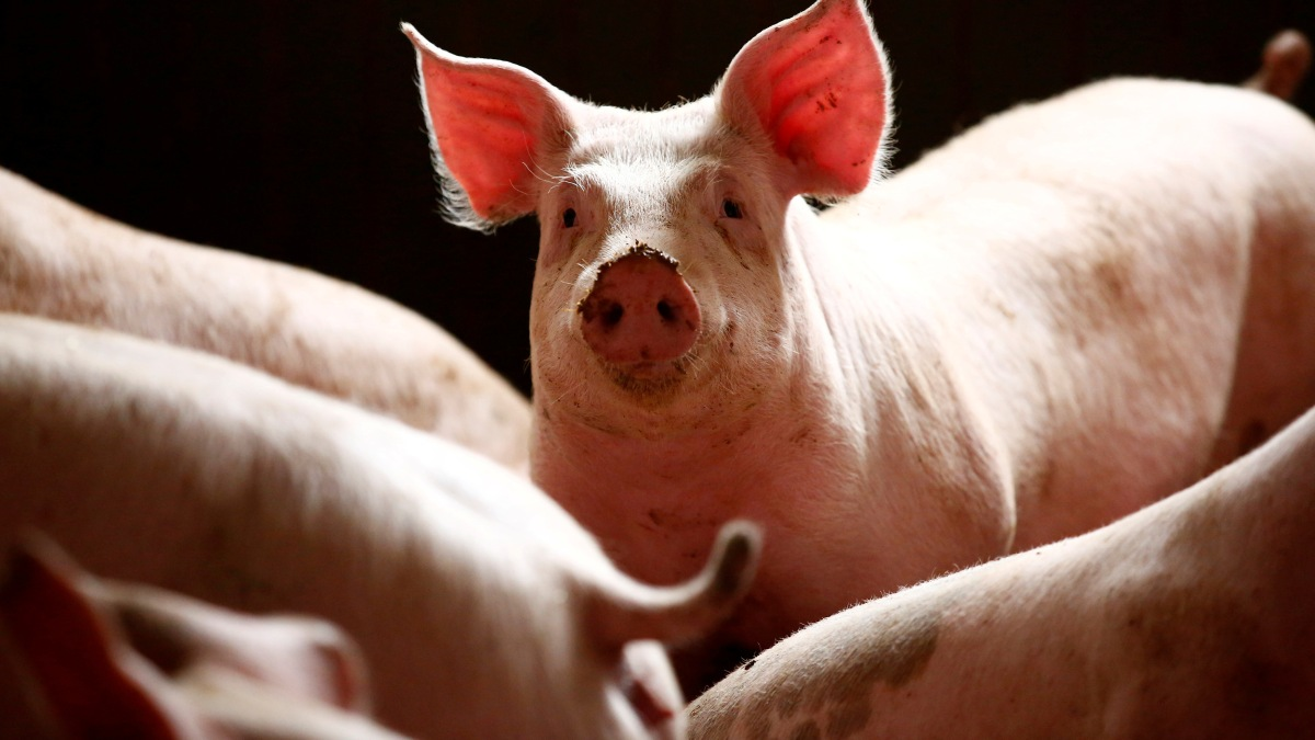 Plant-Based, Cellular Agriculture Products to Replace 50 Percent of Meat in 10 Years: Jim Mellon Plant-Based, Cellular Agriculture Products to Replace 50 Percent of Meat in 10 Years: Jim Mellon