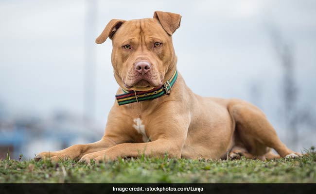 "My Dog Shot Me," He Said In 911 Call