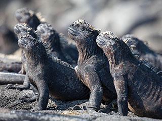 Planet Earth 2 Producer Talks New Series Seven Worlds, Filming Challenges, and Blue Planet Effect