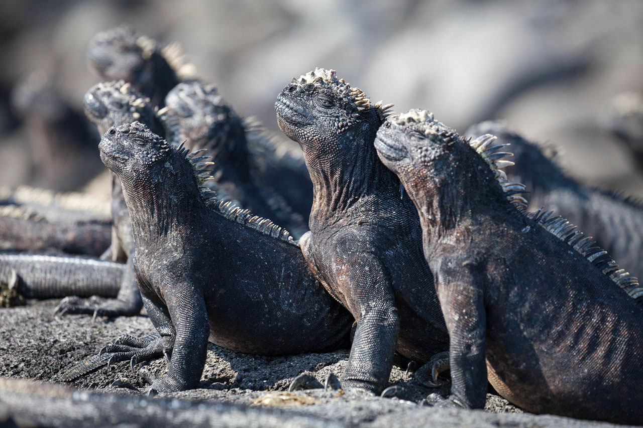 Planet Earth 2 Producer Talks New Series Seven Worlds, Filming Challenges, and Blue Planet Effect