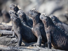 Planet Earth 2 Producer Talks New Series Seven Worlds, Filming Challenges, and Blue Planet Effect Planet Earth 2 Producer Talks New Series Seven Worlds, Filming Challenges, and Blue Planet Effect