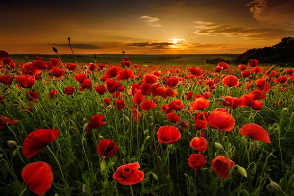 Poppy Flowers
