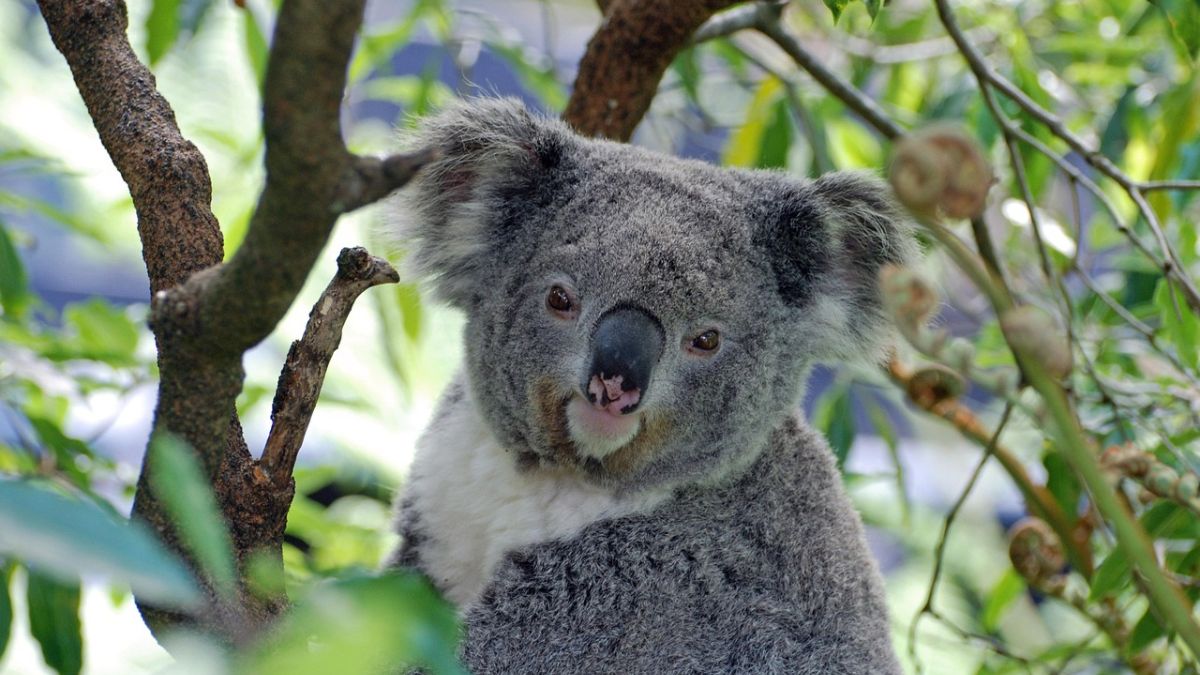 Over 4,300 Koalas Found in Newcastle&rsquo;s Fringe Forests by Drone Survey